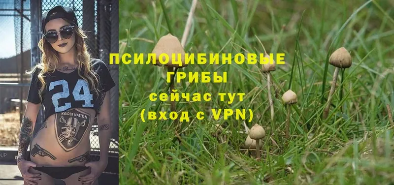 omg ссылки  Палласовка  Галлюциногенные грибы Psilocybe  наркошоп 